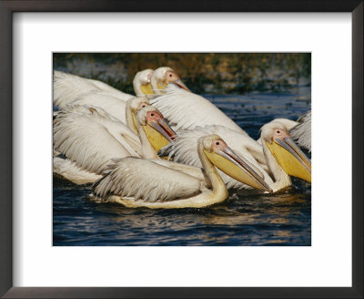 Eastern White Pelicans by Beverly Joubert Pricing Limited Edition Print image