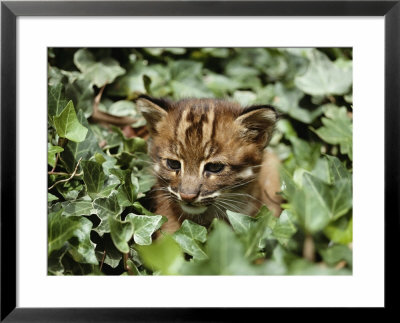 An Asiatic Golden Kitten Peeks Out From Ivy Leaves by Jason Edwards Pricing Limited Edition Print image