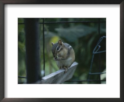 A Chipmunk Eats A Seed In Rock Creek Park by Taylor S. Kennedy Pricing Limited Edition Print image