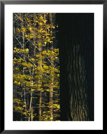 Yellow Autumn Leaves On A Small Sugar Maple Next To Large Tree Trunk by Raymond Gehman Pricing Limited Edition Print image