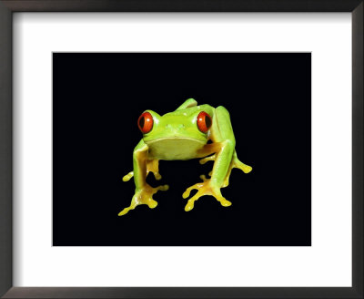 Red-Eyed Tree Frog by David M. Dennis Pricing Limited Edition Print image