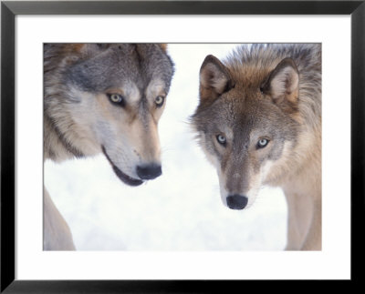 Gray Wolf In Foothills Of The Takshanuk Mountains, Alaska, Usa by Steve Kazlowski Pricing Limited Edition Print image