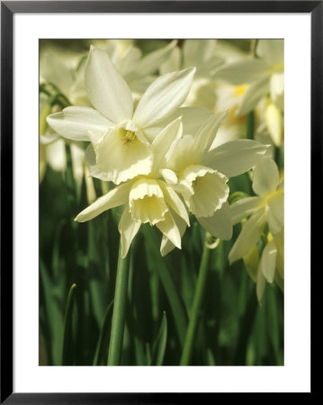 Narcissus (Thalia) Division 5 Triandrus Daffodil by Chris Burrows Pricing Limited Edition Print image