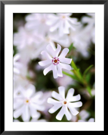 Phlox Bithida Petticoat, Close-Up Of Blue Flowers by Lynn Keddie Pricing Limited Edition Print image