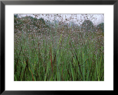 Panicum Virgatum (Switch Grass) Rehbraun by Fiona Mcleod Pricing Limited Edition Print image