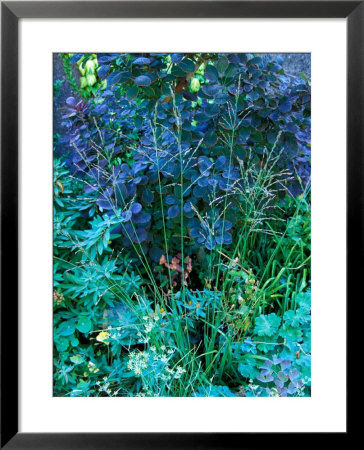 Panicum Virgatum And Cotinus Coggygria Planted Together, September by Lynn Keddie Pricing Limited Edition Print image