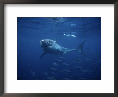 Great White Shark, Tagged, Pacific by Gerard Soury Pricing Limited Edition Print image