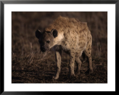 Spotted Hyena, Crocuta Crocuta by Robert Franz Pricing Limited Edition Print image