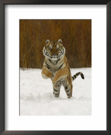 Tiger Adult Running Through Snow, Winter by Daniel Cox Pricing Limited Edition Print image