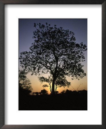 Tree At Sunset, South Africa by Ryan Ross Pricing Limited Edition Print image