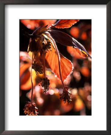 Fagus Sylvatica, Atropurpureus (Purple Beech) by Mark Bolton Pricing Limited Edition Print image