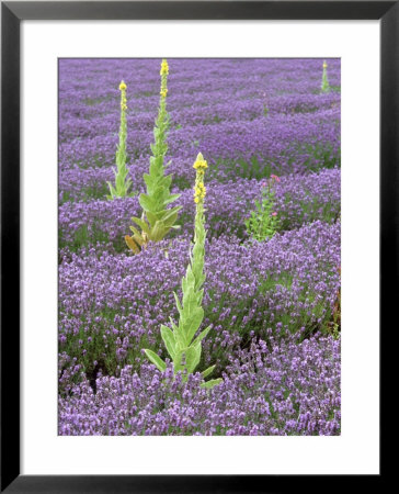 Mullein In Lavender Field, Norfolk by Deni Bown Pricing Limited Edition Print image