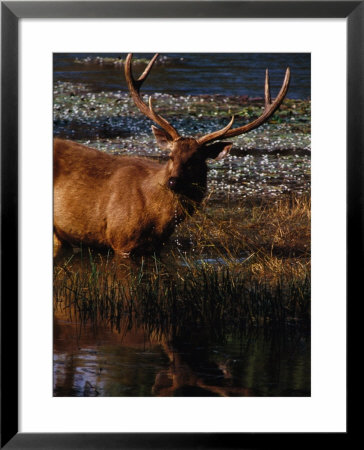 Sambar Deer (Cervus Unicolor), Sri Lanka by Lawrence Worcester Pricing Limited Edition Print image