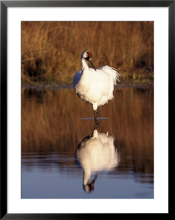Whooping Crane, Grus Americana by Lynn M. Stone Pricing Limited Edition Print image