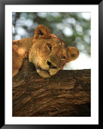 Lion, Ngorongoro Crater, Africa by Keith Levit Pricing Limited Edition Print image