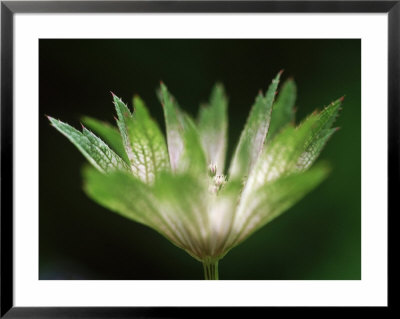 Astrantia Major, Close-Up Of Emerging Green Flower Head by Ruth Brown Pricing Limited Edition Print image
