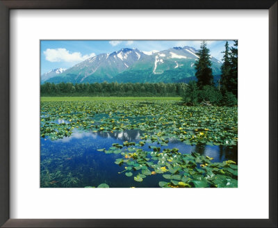 Lake In Alaska On Kenai Peninsular Near Seward, Alaska by David Boag Pricing Limited Edition Print image