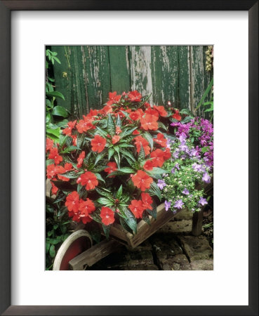 Unusual Container, Wheelbarrow Impatiens New Guinea Hybrid, Campanula, Aster by Lynne Brotchie Pricing Limited Edition Print image