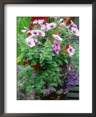 Annuals In Container, Petunia Lobelia, Verbena by Ron Evans Pricing Limited Edition Print image