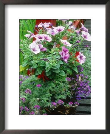 Annuals In Container, Petunia Lobelia, Verbena by Ron Evans Pricing Limited Edition Print image