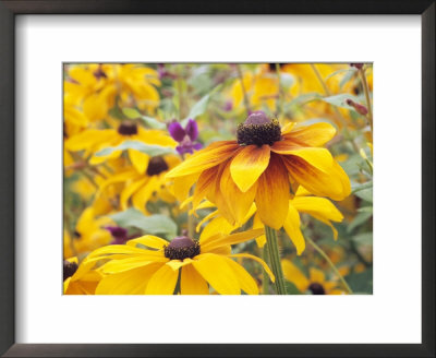 Rudbeckia Hirta Marmalade (Annual Rudbeckia), Close-Up Of Yellow Flowers by Hemant Jariwala Pricing Limited Edition Print image