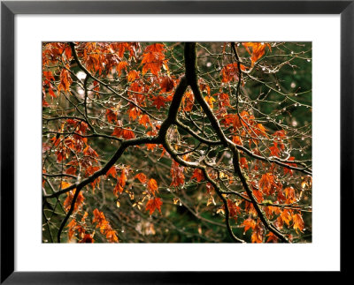 Acer Palmatum Branch After Winter Rain by Mark Bolton Pricing Limited Edition Print image