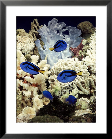 Tropical Marine Fish In A Fish Only Setting, Without Living Invertebrates by Max Gibbs Pricing Limited Edition Print image