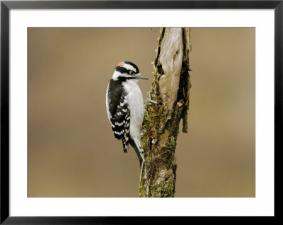 Downy Woodpecker, Quebec, Canada by Robert Servranckx Pricing Limited Edition Print image