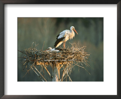 White Stork, Adult On Nest, Estonia by Niall Benvie Pricing Limited Edition Print image