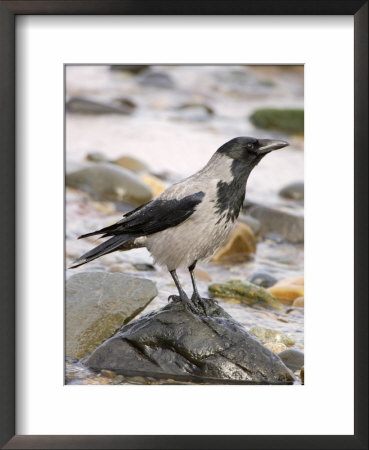 Hooded Crow, Portrait, Scotland by Keith Ringland Pricing Limited Edition Print image