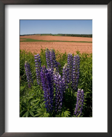 The Red Dirt Of The Island Shows In A Farmers Field, Prince Edward Island, Canada by Taylor S. Kennedy Pricing Limited Edition Print image