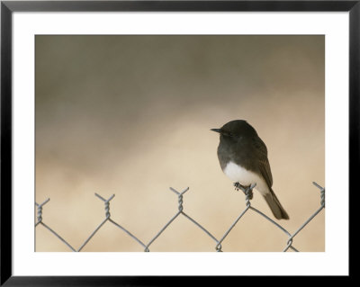 A Black Phoebe Perches On A Wire Fence by Rich Reid Pricing Limited Edition Print image