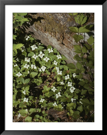 Bunchberry Flowers Blooming On Washingtons Olympic Peninsula by Sam Abell Pricing Limited Edition Print image