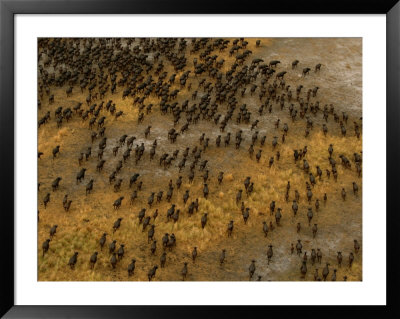 Herds Of Animals On The Plains Of Africa by Beverly Joubert Pricing Limited Edition Print image