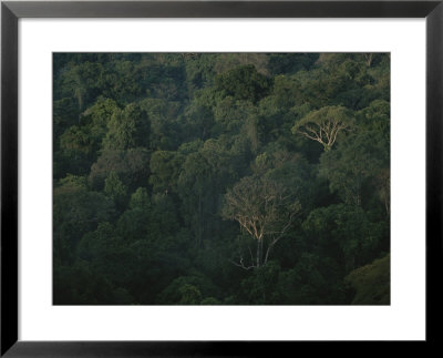 Aerial View Of A Rainforest In Suriname, South America by Stephen Alvarez Pricing Limited Edition Print image