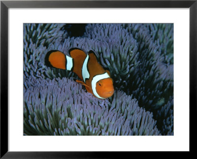 A Clown Anemonefish Of The Western Pacific On Sea Anemone Tentacles by Wolcott Henry Pricing Limited Edition Print image