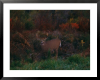 A White-Tailed Deer At The Woods Edge At Dusk by Raymond Gehman Pricing Limited Edition Print image