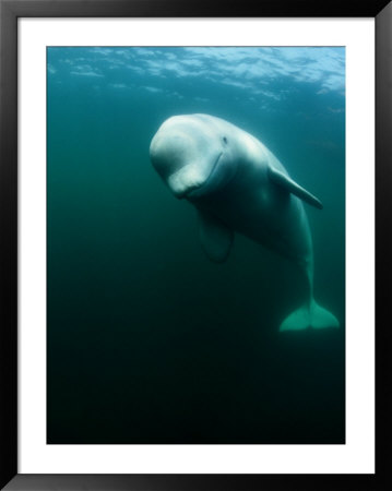 Beluga Whale, St. Lawrence River by Nick Caloyianis Pricing Limited Edition Print image