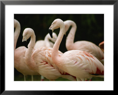 A Flock Of Chilean Flamingos by Joel Sartore Pricing Limited Edition Print image