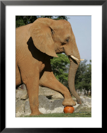 An African Elephant Prepares To Smash A Pumpkin by Wilfredo Lee Pricing Limited Edition Print image