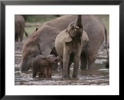 Two Juvenile Forest Elephants Stand Next To Their Mother by Michael Fay Pricing Limited Edition Print image