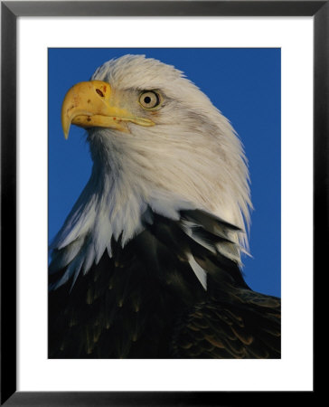 Portrait Of An American Bald Eagle, Haliaeetus Leucocephalus by Norbert Rosing Pricing Limited Edition Print image
