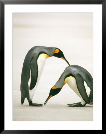 The Courtship Of Two King Penguins On The Ice Coast Of Antarctica by Ralph Lee Hopkins Pricing Limited Edition Print image