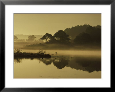 Mallard Duck Lands In A Marsh At Dawn In Chincoteague National Wildlife Refuge, Virginia by James P. Blair Pricing Limited Edition Print image