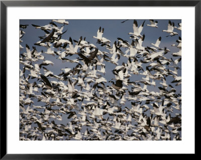 Snow (Chen Caerulescens) And Canada Geese (Branta Canadensis) by Raymond Gehman Pricing Limited Edition Print image
