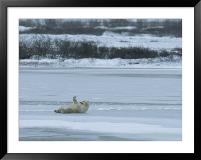 A Polar Bear Rolls On Its Back On Ice And Seems To Wave A Greeting by Tom Murphy Pricing Limited Edition Print image