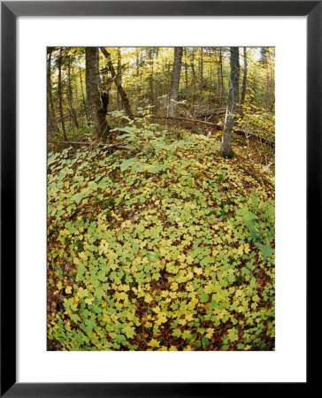 Fallen Maple Leaves In A Clearing In The Woods by Bill Curtsinger Pricing Limited Edition Print image
