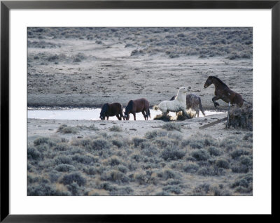 Wild Stallions Square Off At A Watering Hole As Other Horses Drink by Melissa Farlow Pricing Limited Edition Print image