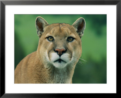 A Close View Of A Captive Male Mountain Lion by Norbert Rosing Pricing Limited Edition Print image