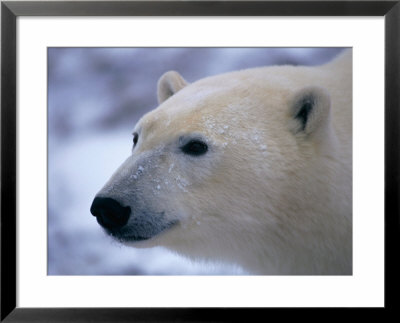 A Close View Of A Polar Bears Face by Paul Nicklen Pricing Limited Edition Print image